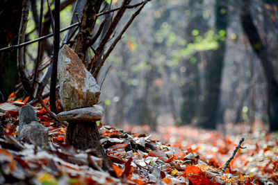 Autumn leaves on tree trunk in forest