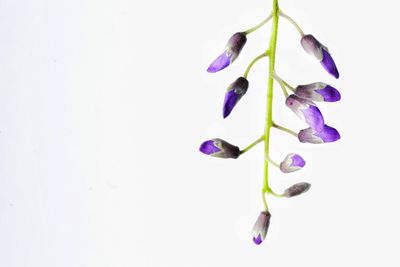 Close-up of purple flowers against white background