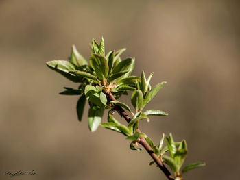 Close-up of plant