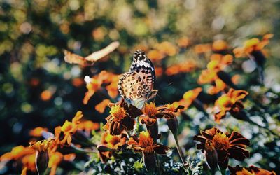 Close-up of butterfly on flower