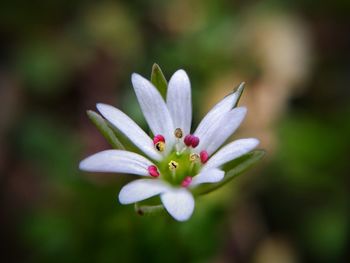 Close-up of white flowering plant