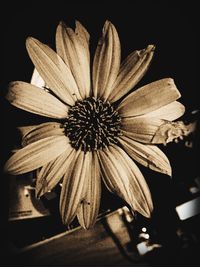 Close-up of flower over black background