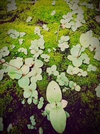 Leaves on plant