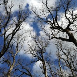 Low angle view of bare trees against blue sky