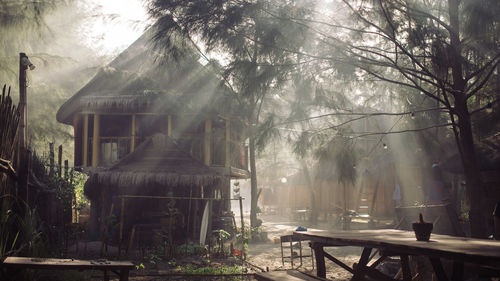 Trees growing by huts in forest