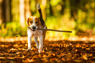 Portrait of dog standing on field