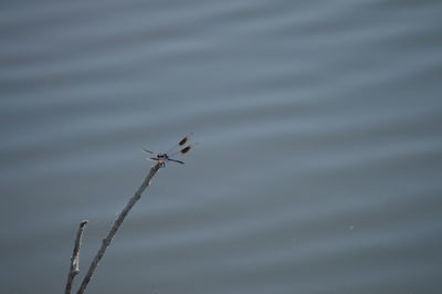 Grasshopper on water