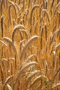 Full frame shot of wheat field