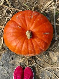 High angle view of pumpkin