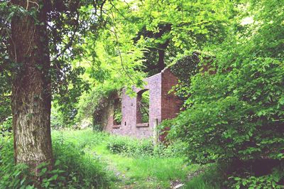 Built structure in garden