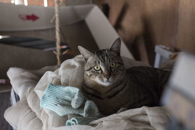 Close-up portrait of cat relaxing at home