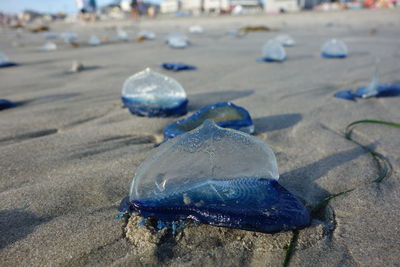 Close-up of shell on sand