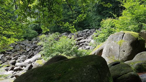 View of rocks and trees in forest