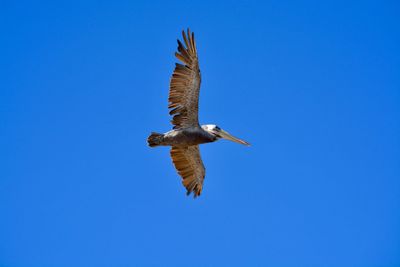 Low angle view of eagle flying against clear blue sky