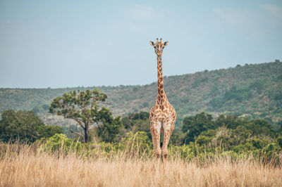 View of giraffe on field against sky