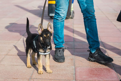 Puppy in the beach with the legend police k9 on his body. playful.