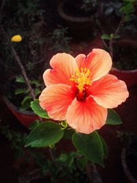 Close-up of orange flower