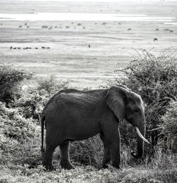 Side view of elephant standing on grasslands
