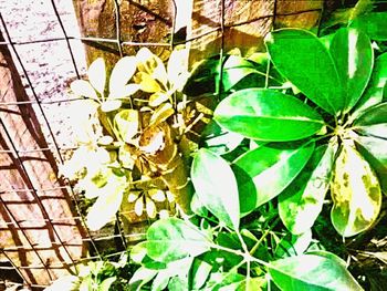 Close-up of ivy growing on wall