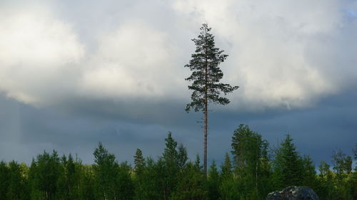 Low angle view of pine tree against sky