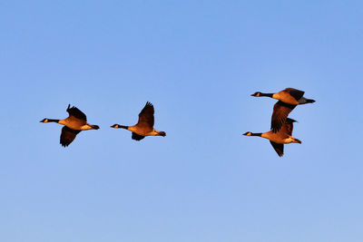 Low angle view of birds flying against clear blue sky