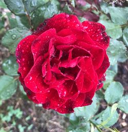 Close-up of wet red rose blooming outdoors