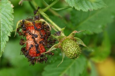 Close-up of insect on plant