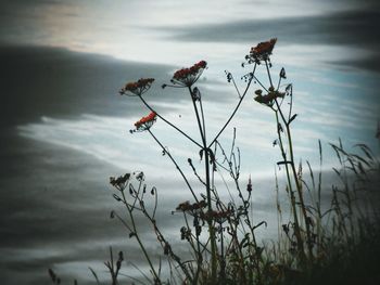 Plants growing on lakeshore