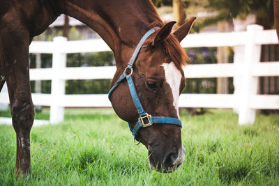 Horse in the field