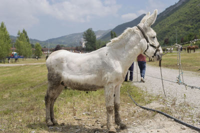 Horse standing in ranch