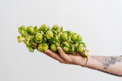 Close-up of hand holding brussels sprout over white background