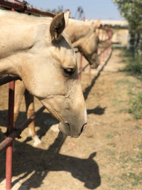 Close-up of horse in ranch