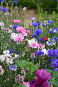 Close-up of purple flowers blooming in field