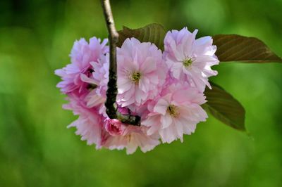 Close-up of pink flowering plant