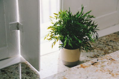 Close-up of potted plant