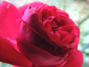 Close-up of red rose blooming outdoors