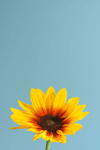 Close-up of sunflower against blue background