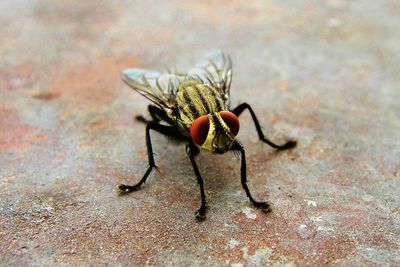 Macro shot of housefly