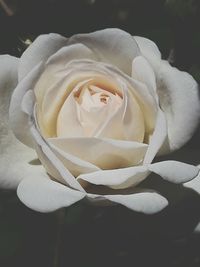 Close-up of rose blooming outdoors