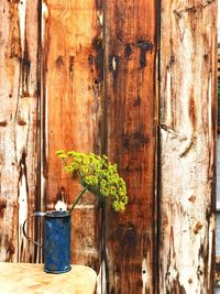 Close-up of plant against wooden door