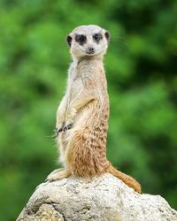 Portrait of meerkat on rock