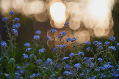 Close-up of purple flowering plants on field