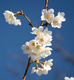 Low angle view of white flowers blooming in park