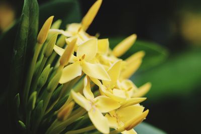 Close-up of yellow flowers blooming outdoors