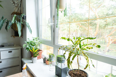 window