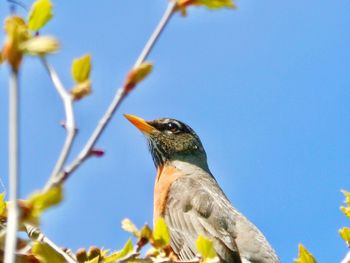 Low angle view of bird perching on plant against sky