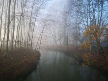 Canal amidst trees in forest during autumn