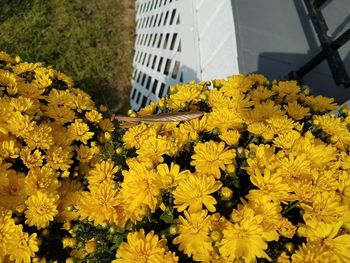 Close-up of yellow flowers blooming outdoors