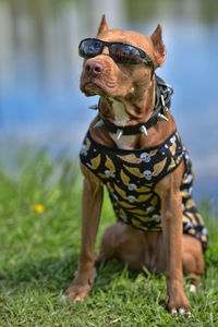 Dog standing on field
