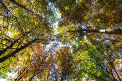 Low angle view of trees in forest during autumn